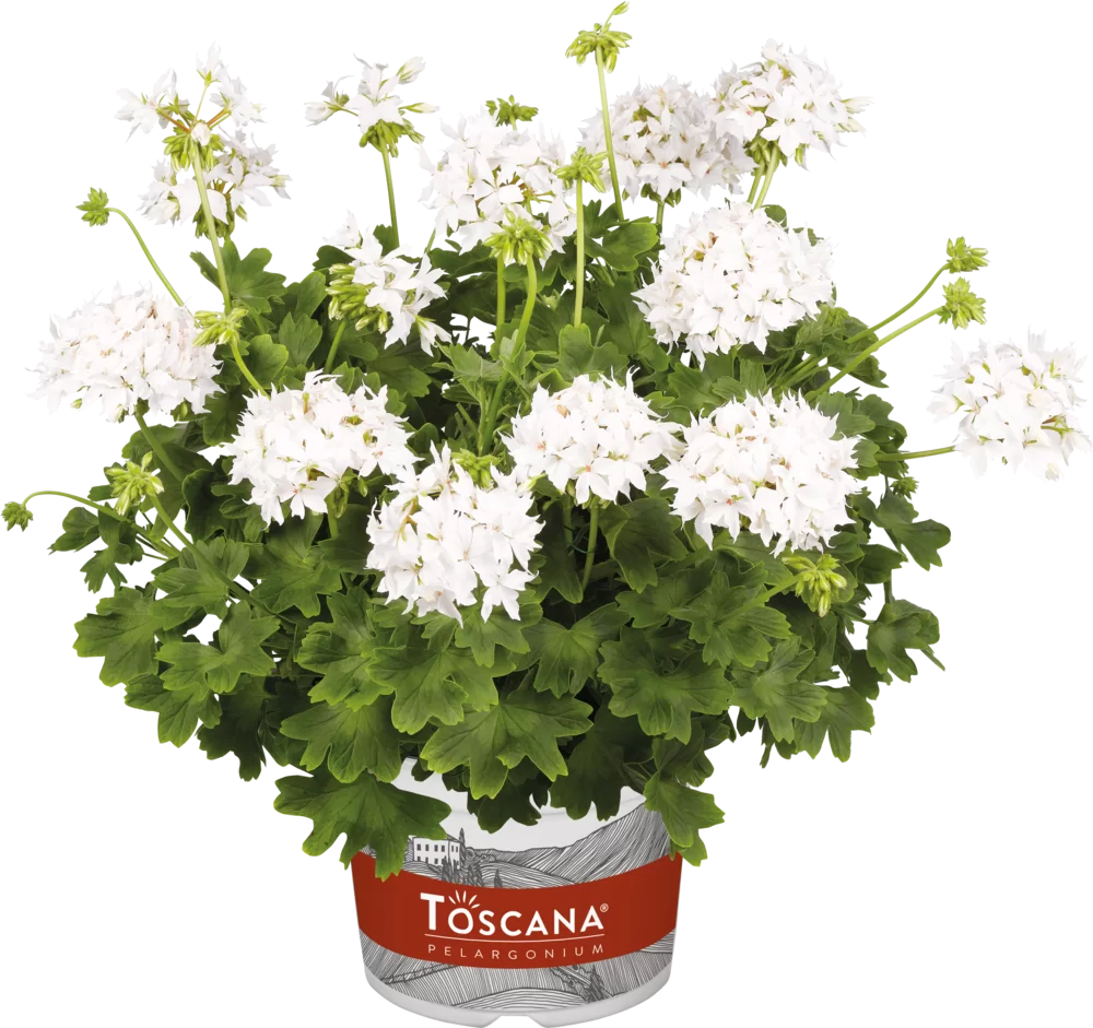 Pelargonium zonale Summer Twist® White