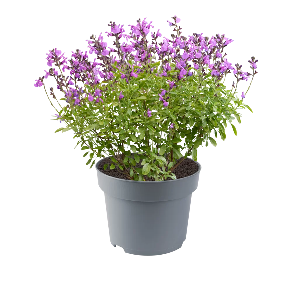 Salvia jamensis Magical® Loire