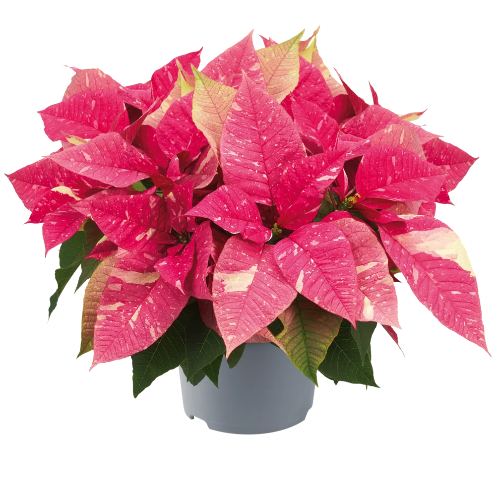 Euphorbia pulcherrima Superba Poker Pink & Marble