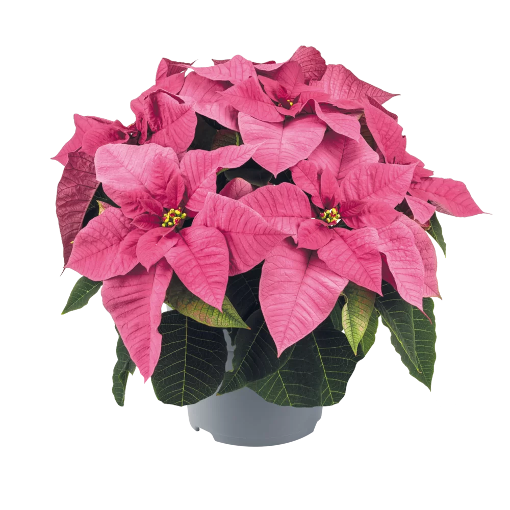 Euphorbia pulcherrima Superba Pink