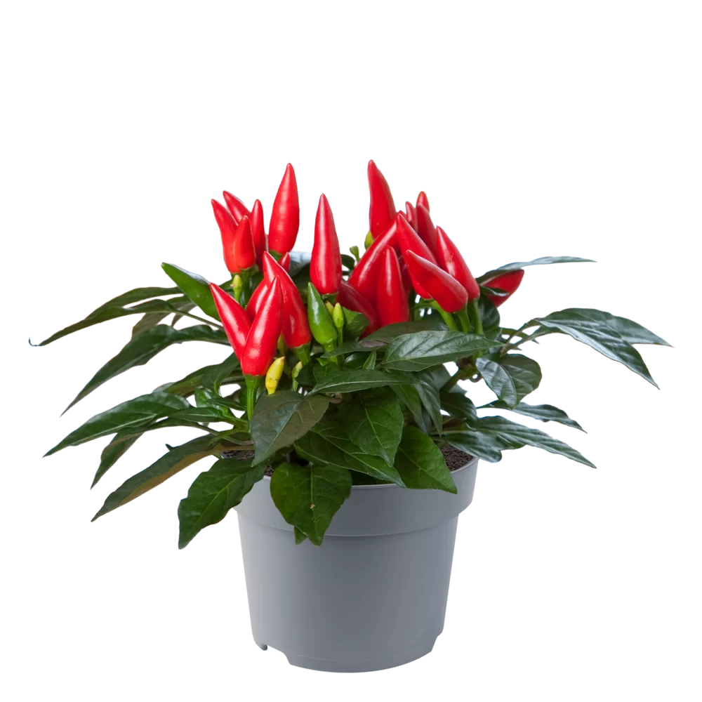 Capsicum annuum Macho