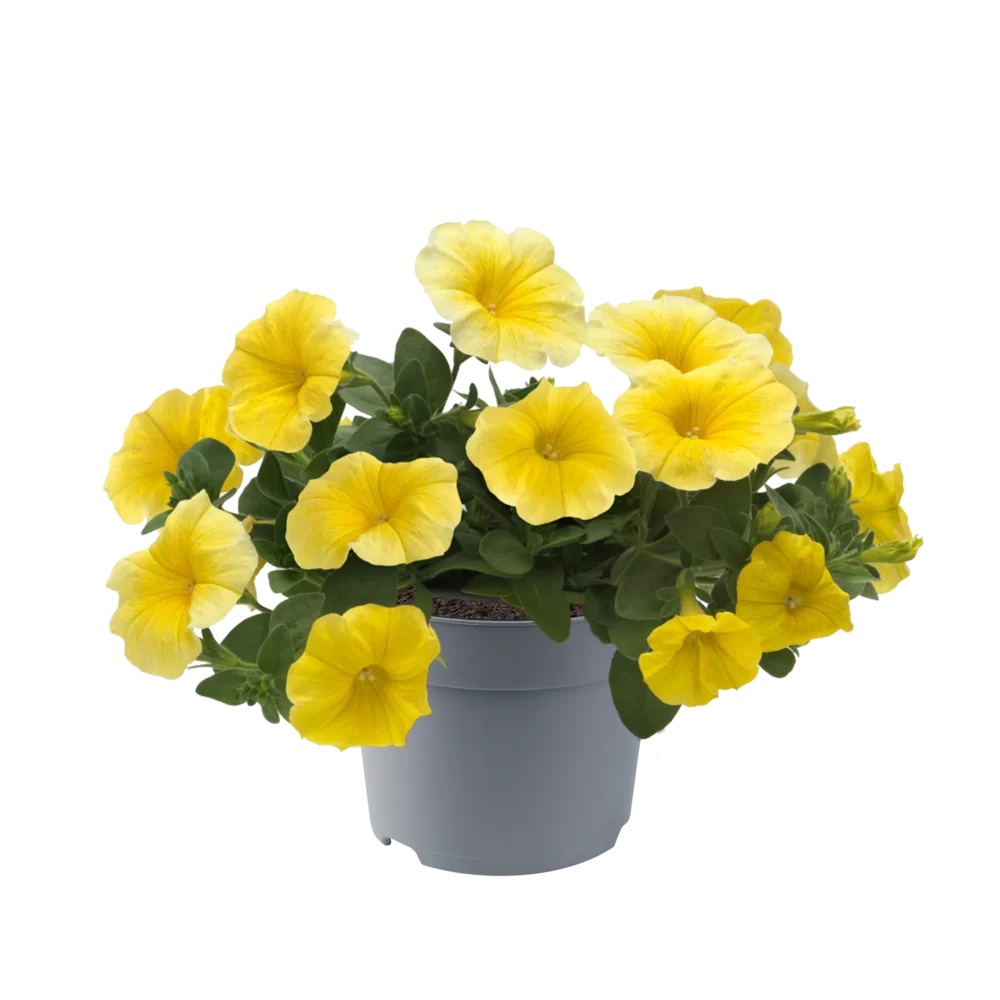 Petchoa interspecific Caliburst™ F1 Yellow