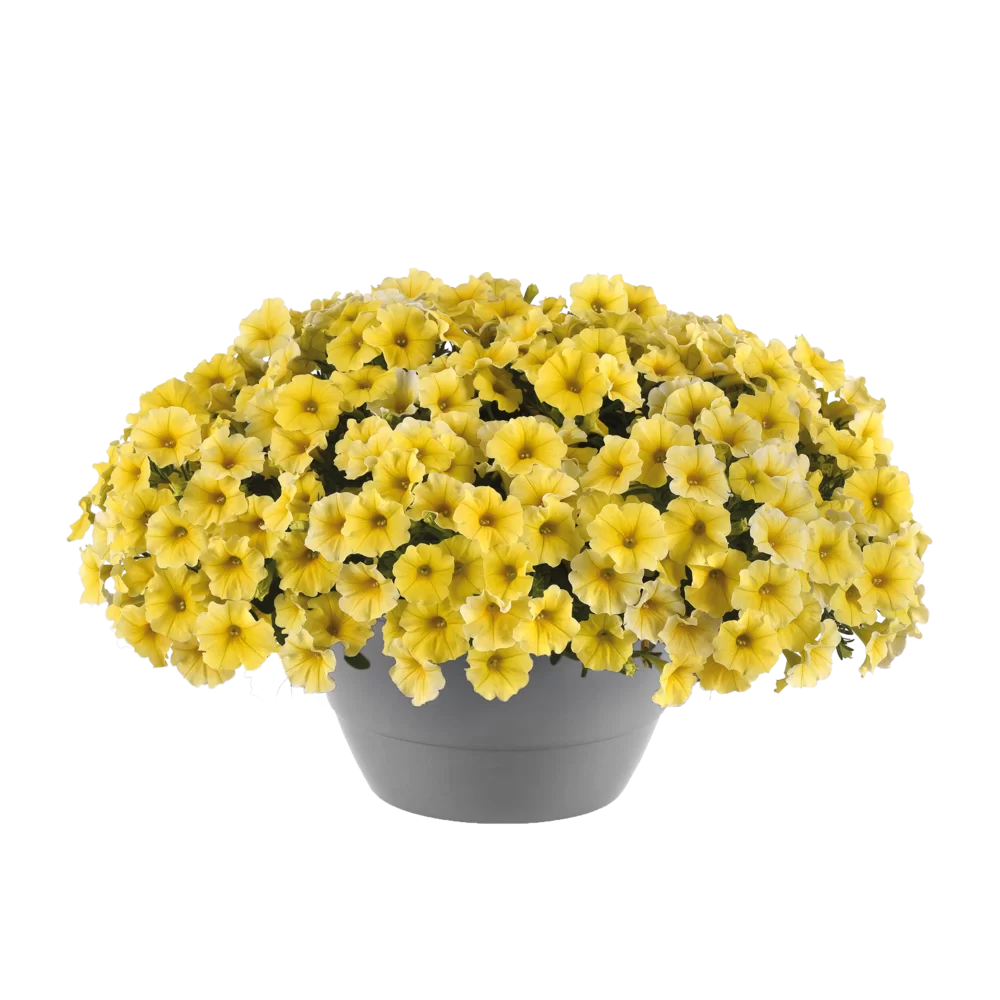 Petchoa interspecific Caliburst™ F1 Yellow