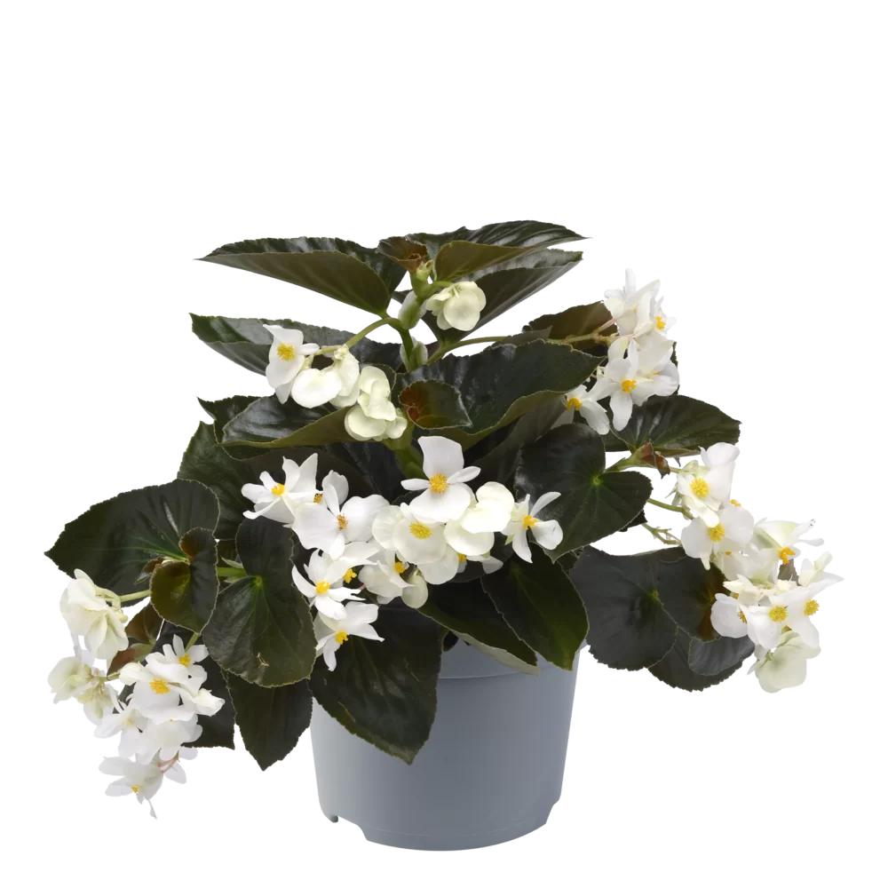 Begonia x hybrida Dragon Wing® Bronze Leaved White