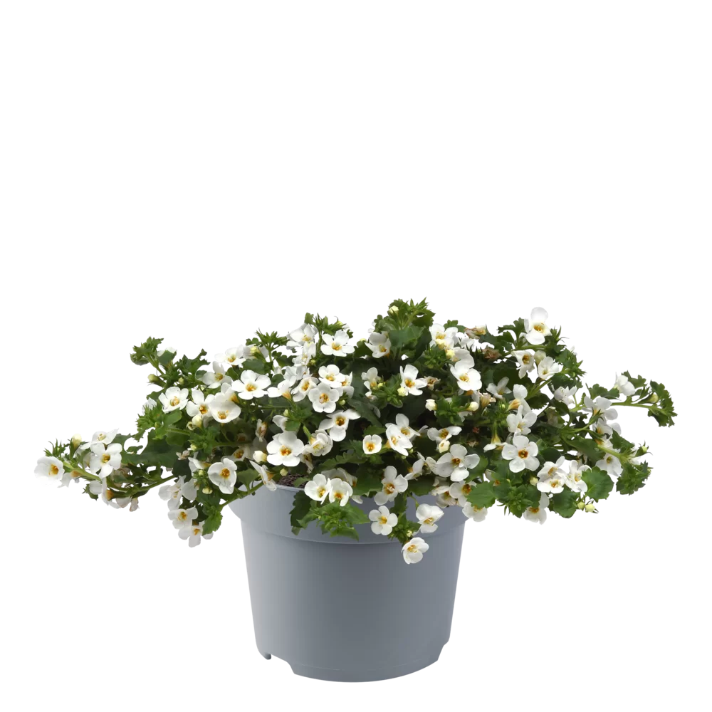 Sutera diffusus Galactic Compact White