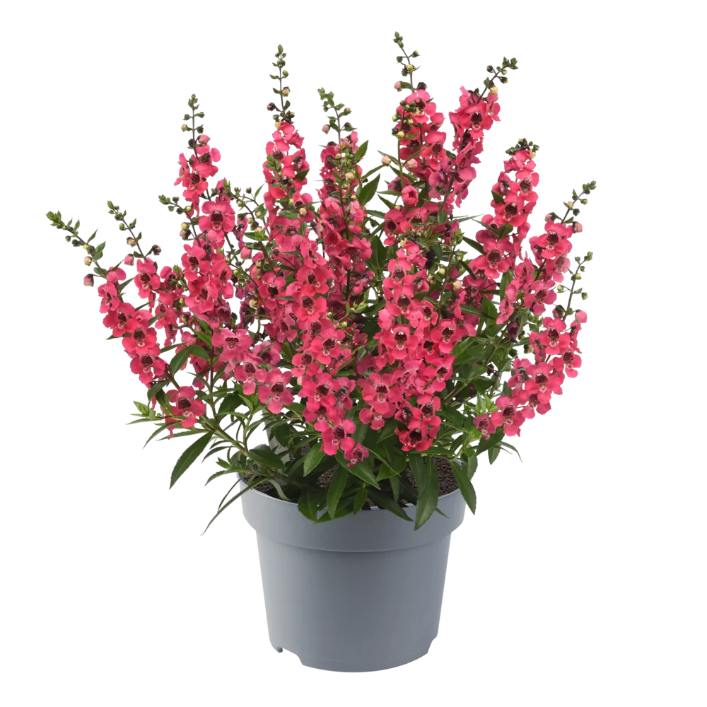 Angelonia angustifolia - Serenita® - Cherry Red