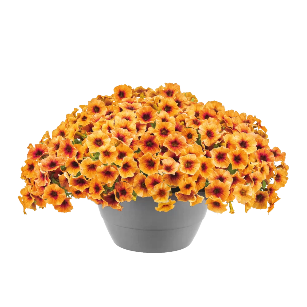 Petchoa interspecific Caliburst™ Nectarine