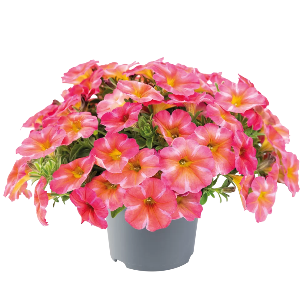 Petchoa interspecific BeautiCal® Coral Star