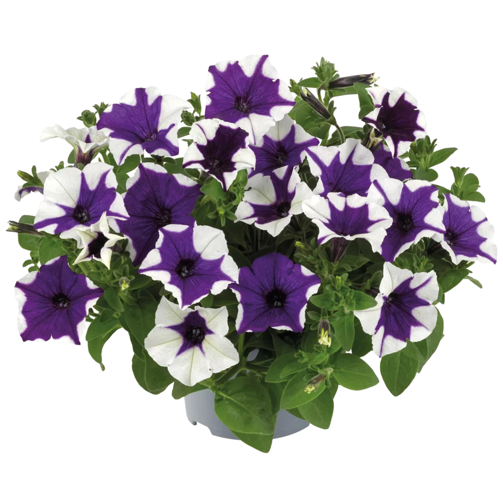 Petunia x hybrida E3 Easy Wave® F1 Midnight Marble