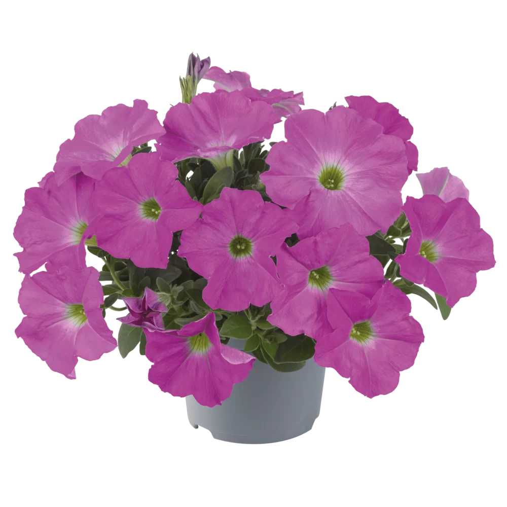 Petchoa interspecific BeautiCal® Pretty Pink
