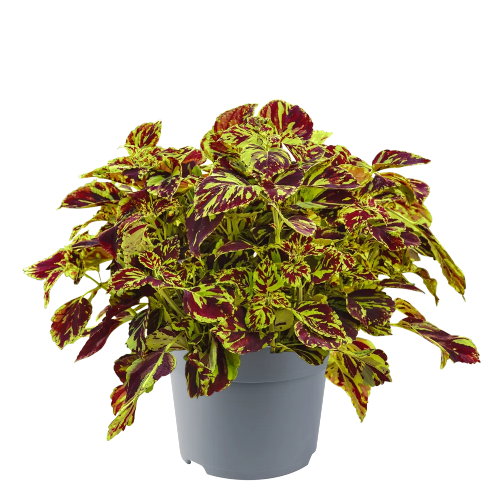 Coleus blumei Sunfighter Compact Prismatic