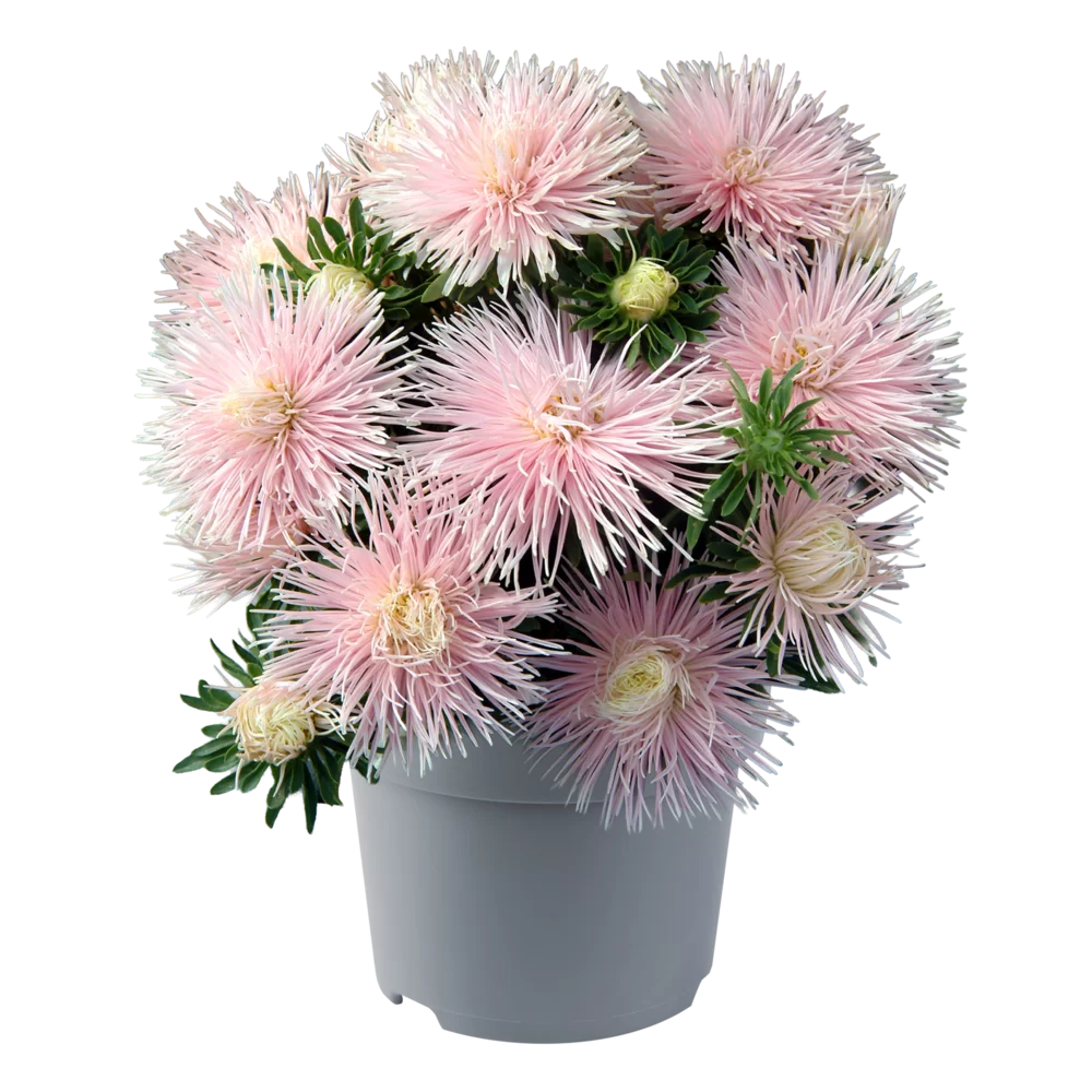 Callistephus chinensis Starlight Light Pink