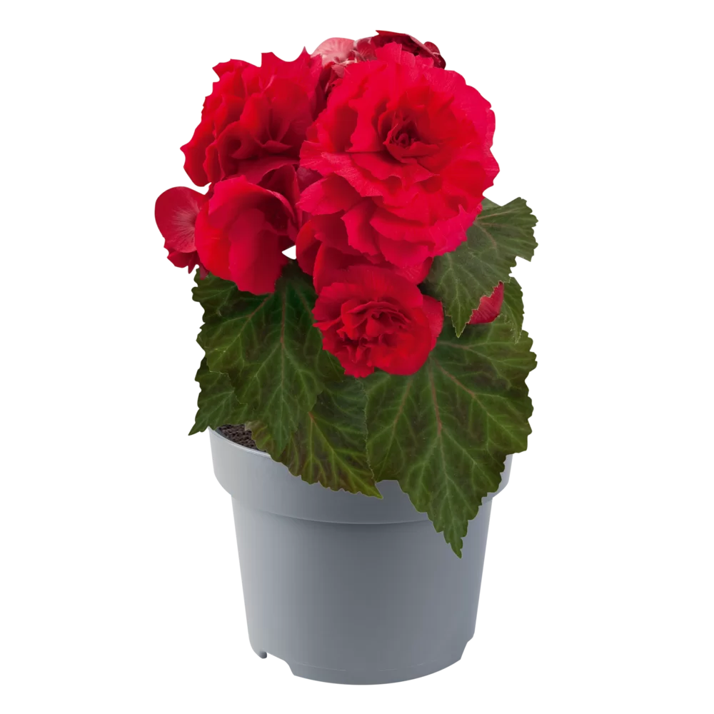 Begonia tuberhybrida Nonstop® F1 Deep Rose