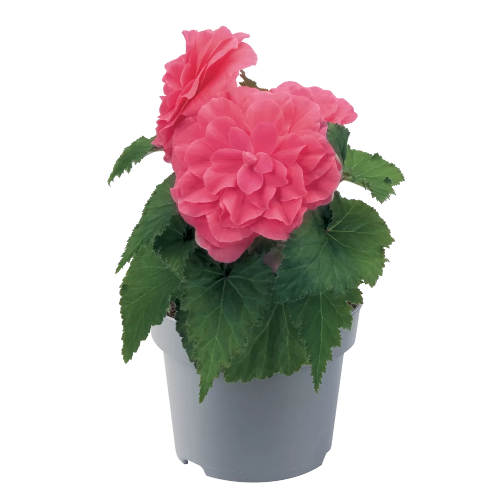 Begonia tuberhybrida Nonstop® F1 Pink