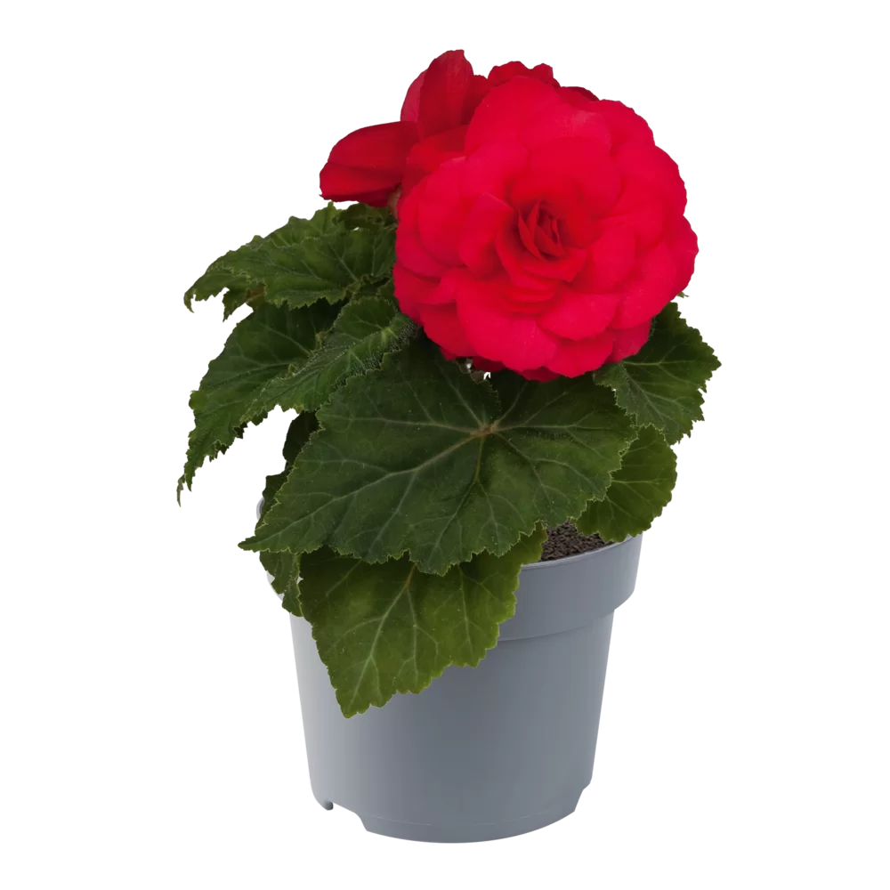 Begonia tuberhybrida Nonstop® F1 Deep Rose Impr.