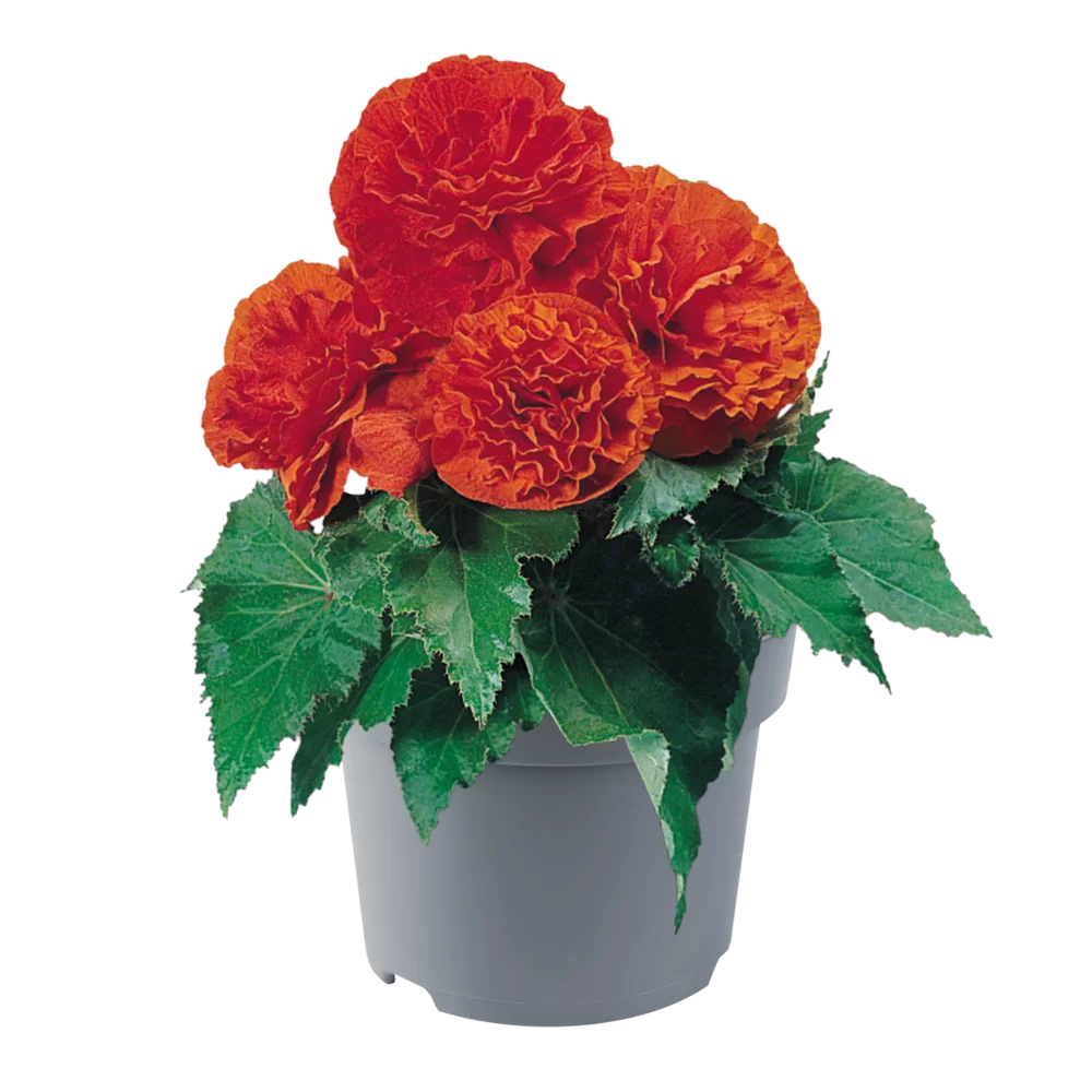 Begonia tuberhybrida Nonstop® F1 Orange Impr.