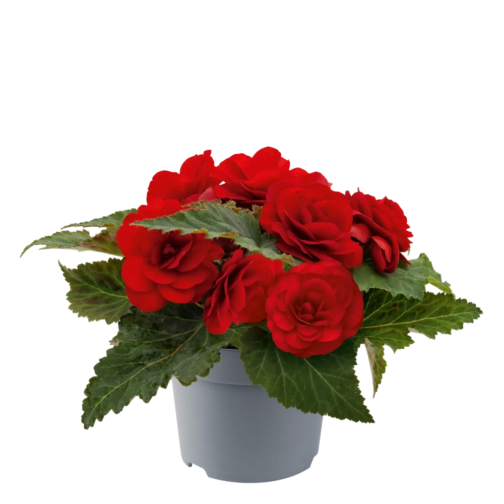 Begonia tuberhybrida Nonstop® F1 Red Impr.