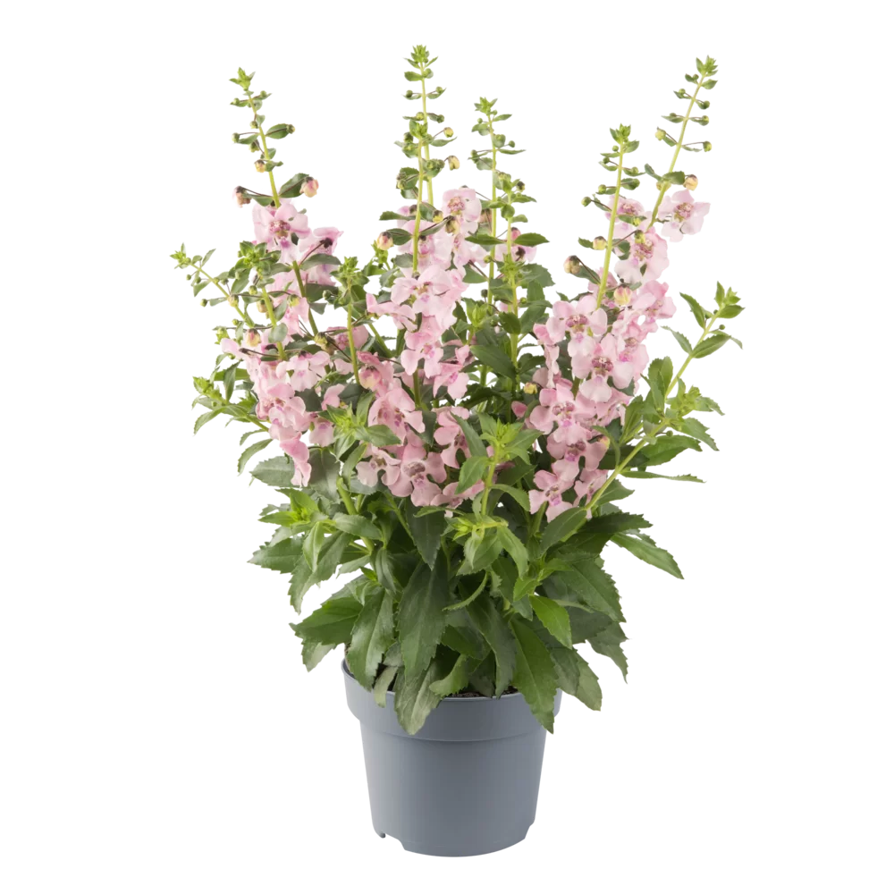 Angelonia angustifolia Archangel™ Light Pink
