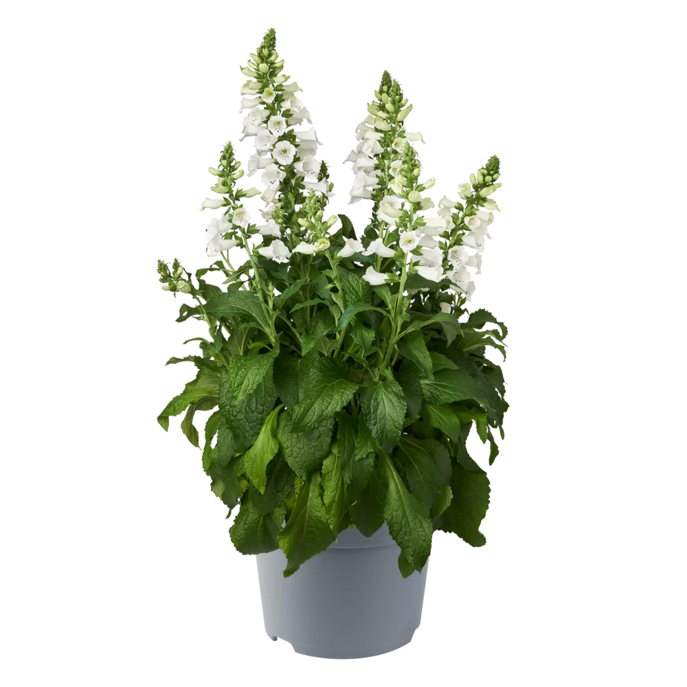 Digitalis purpurea FoxyBee F1 White