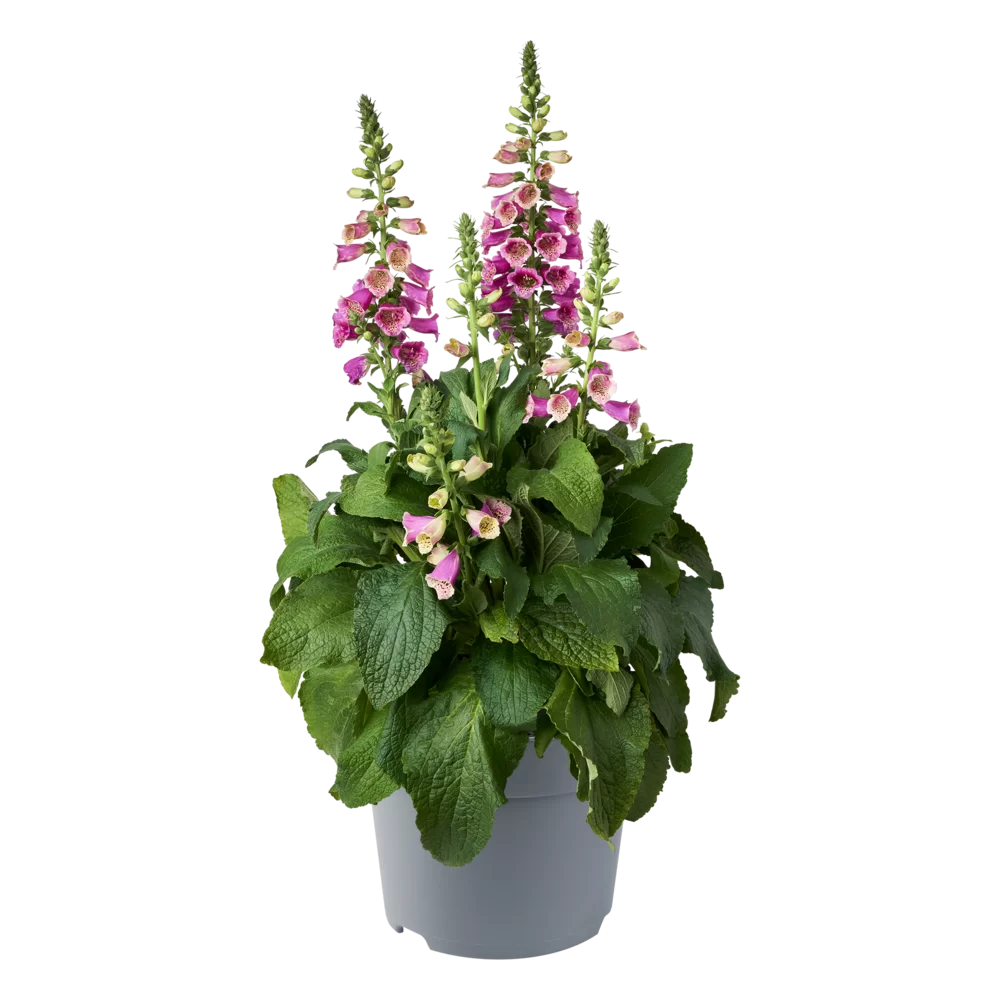 Digitalis purpurea FoxyBee F1 Dark Red