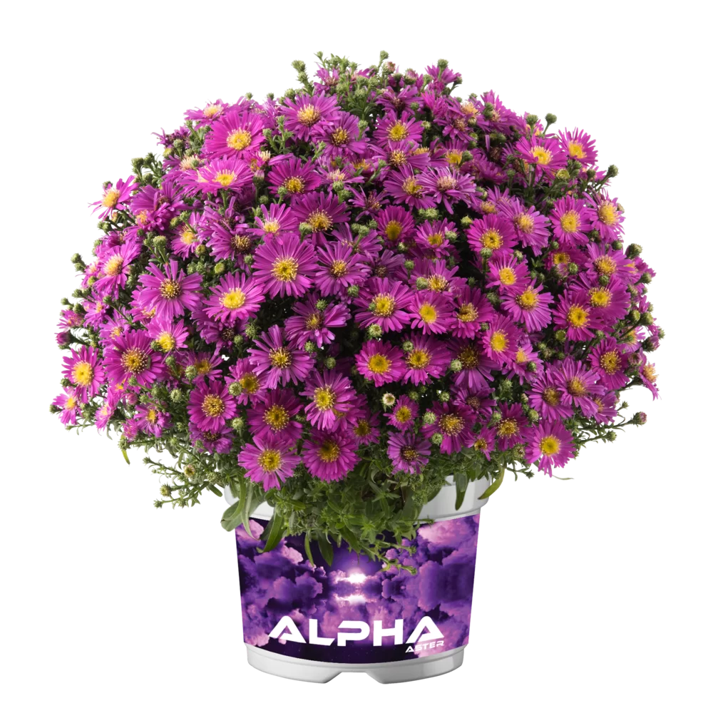 Aster dumosus Alpha® Dark Pink