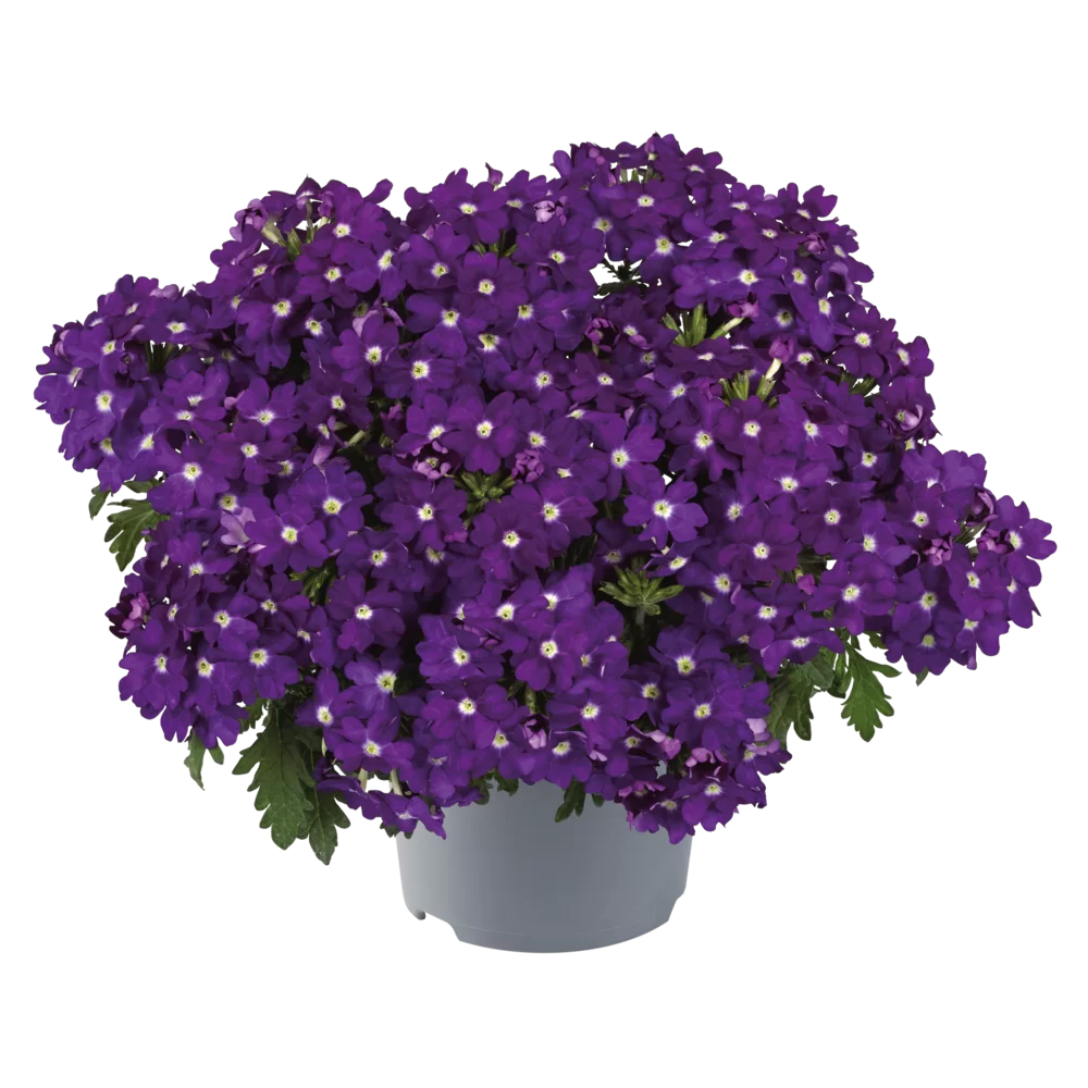 Verbena peruviana Vitessa® Compact Blue