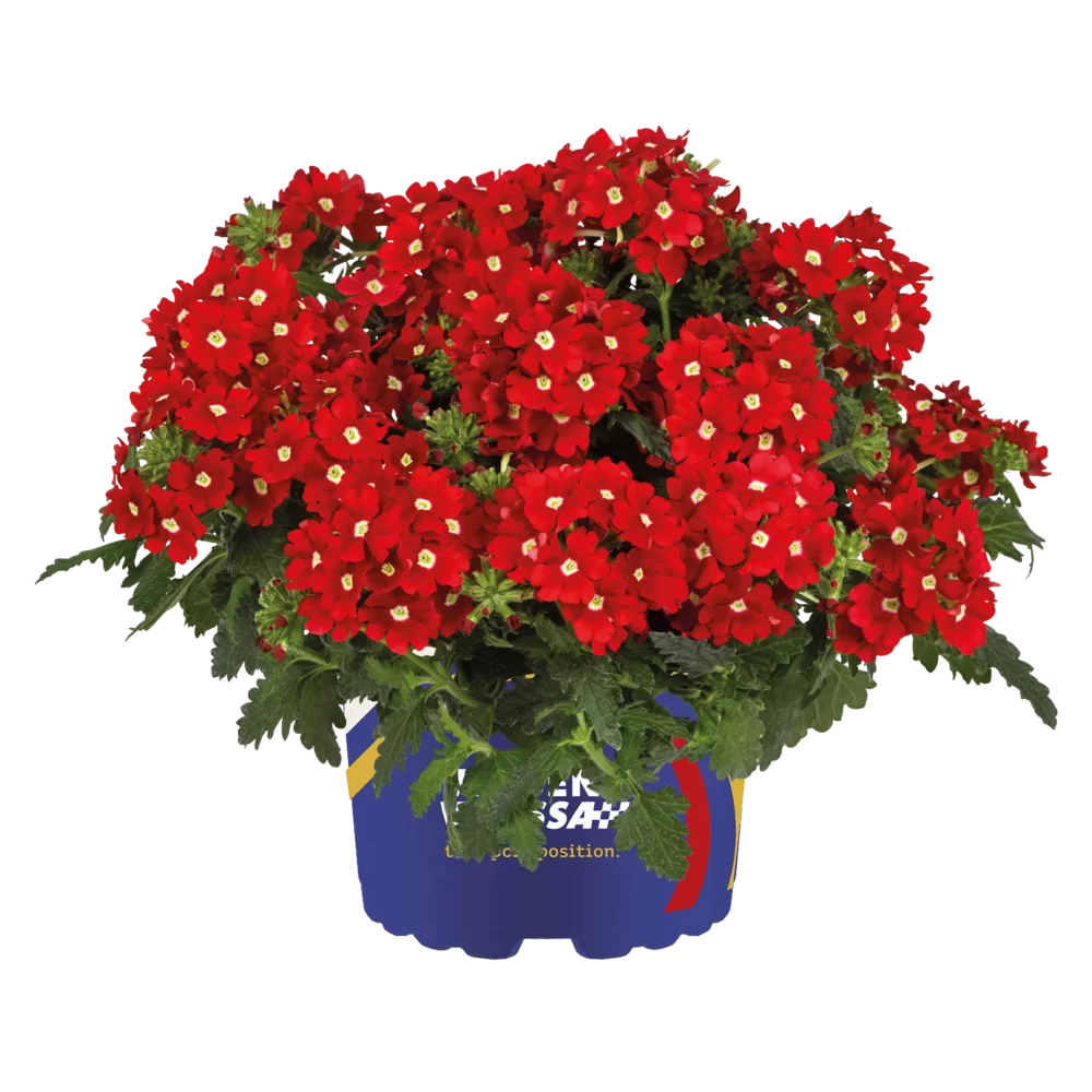 Verbena peruviana Vitessa® Compact Bright Red