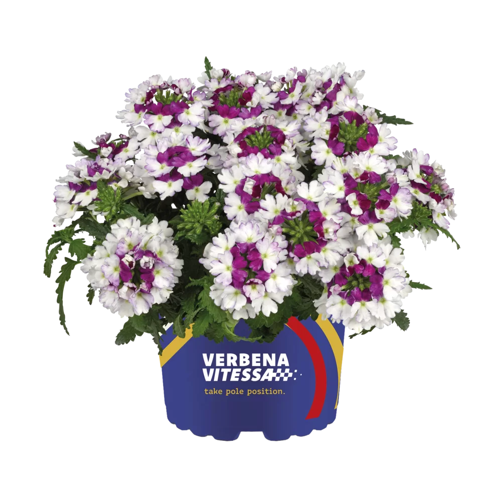 Verbena peruviana Vitessa® Compact Burgundy Bicolour
