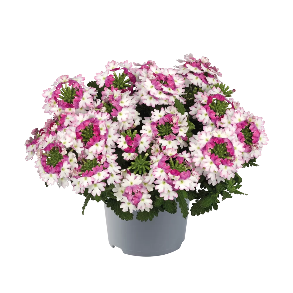 Verbena peruviana Vitessa® Compact Pink Bicolour