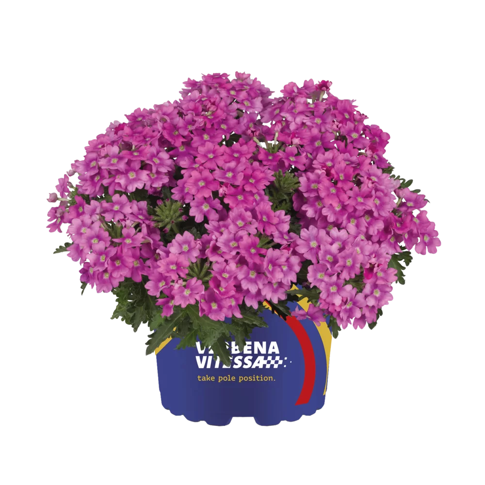 Verbena peruviana Vitessa® Compact Pink