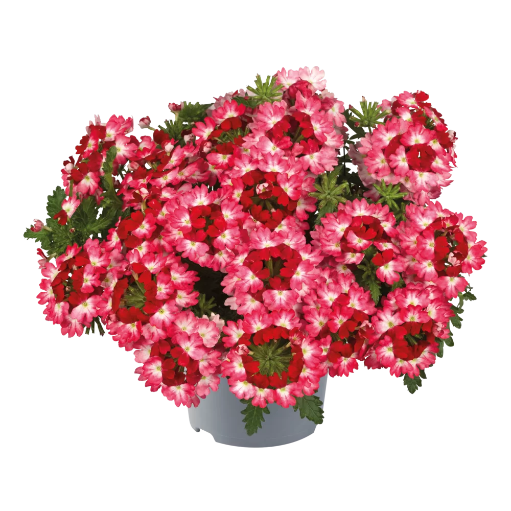 Verbena peruviana Vitessa® Compact Red Bicolour