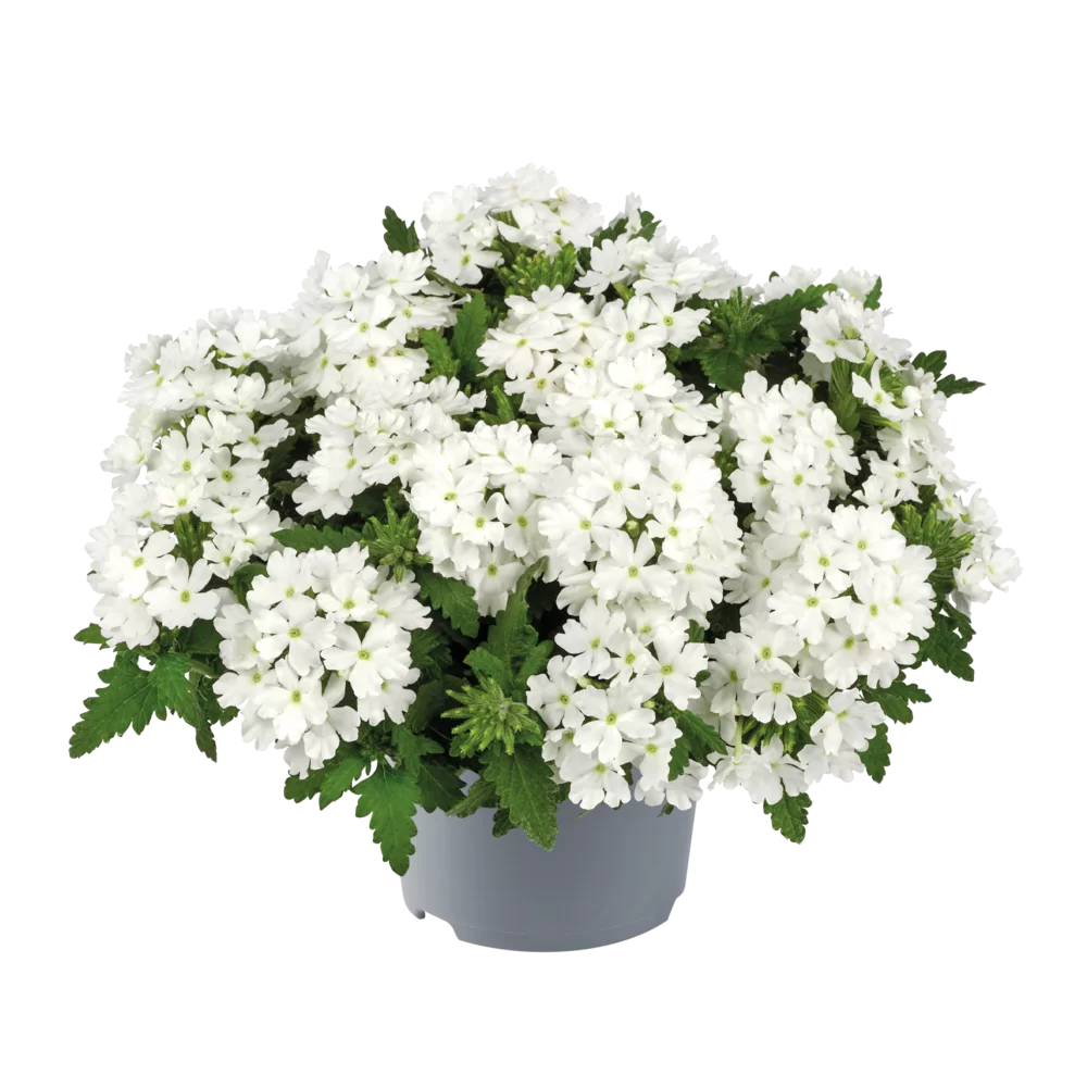 Verbena peruviana Vitessa® Compact White