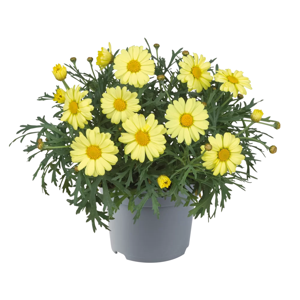 Argyranthemum frutescens Santorini Yellow