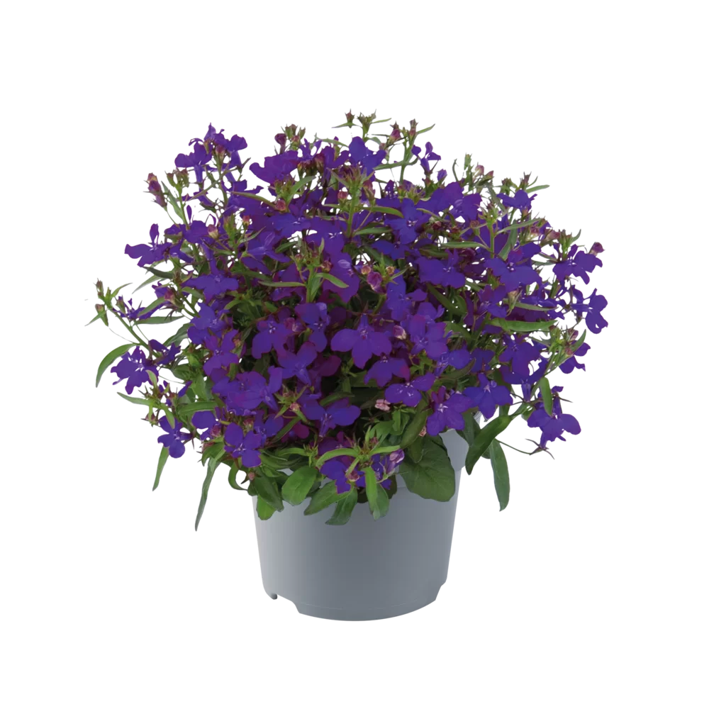 Lobelia erinus - Sweet Springs - Dark Blue