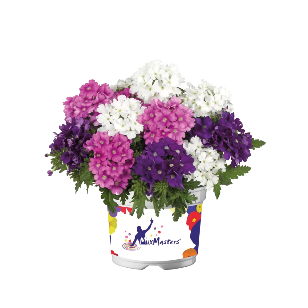 Verbena peruviana Vitessa® Compact Mixmasters® Pole Position