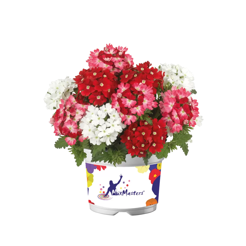 Verbena peruviana Vitessa® Compact Mixmasters® Pitstop