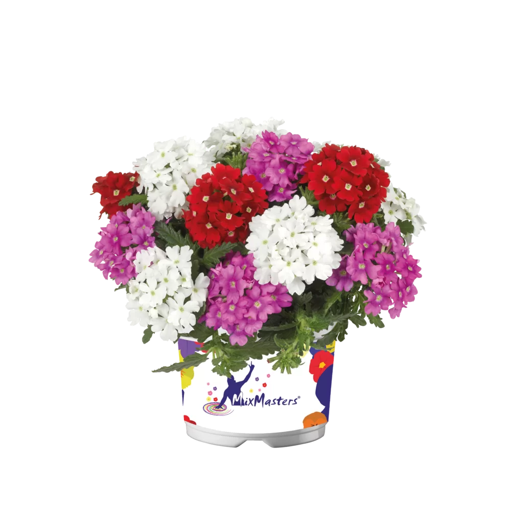Verbena peruviana Vitessa® Compact Mixmasters® Monaco