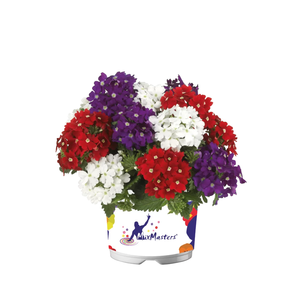 Verbena peruviana Vitessa® Compact Mixmasters® Grand Prix