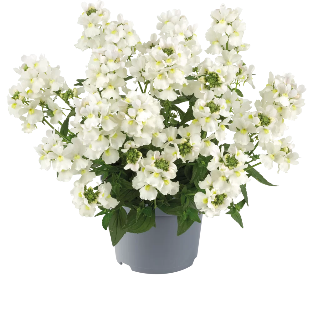 Nemesia fruticans Nuvo® White