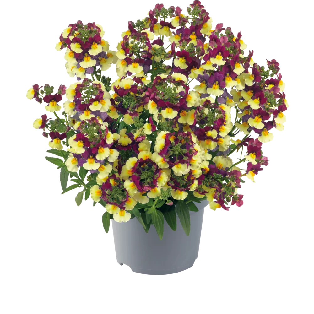 Nemesia fruticans Nuvo® Burgundy Bicolour Impr.