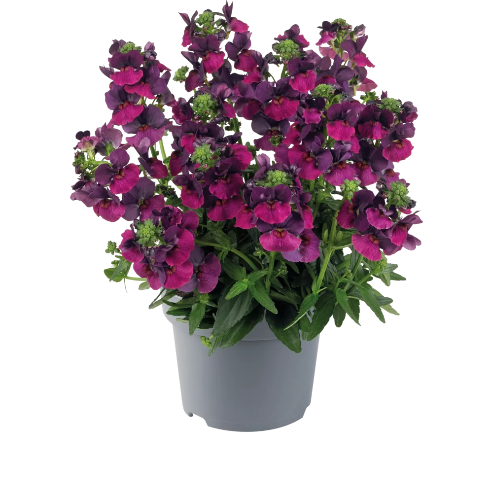 Nemesia fruticans Nuvo® Lady Lisa Carmine