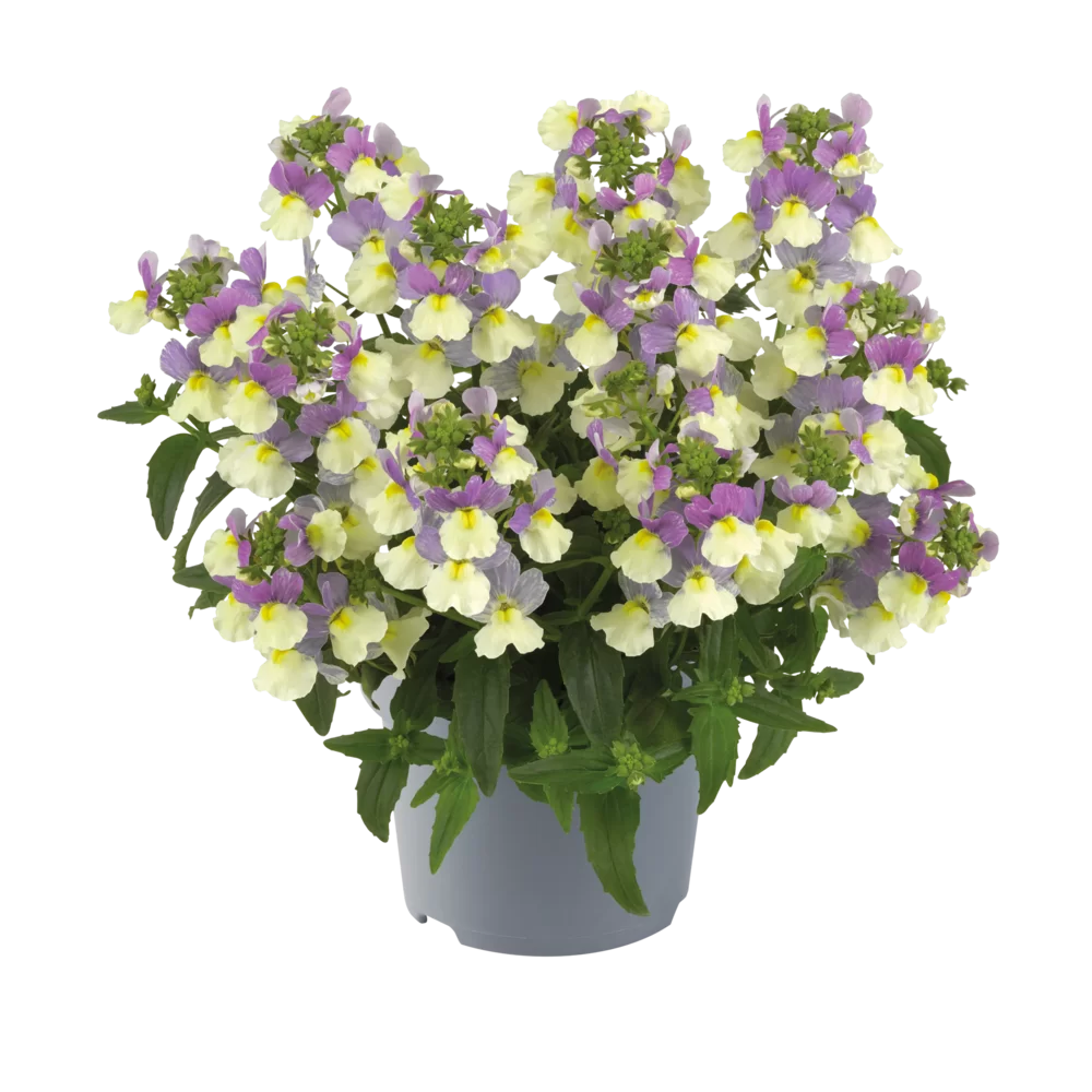 Nemesia fruticans Nuvo® Lady Kate Lilac Bicolour