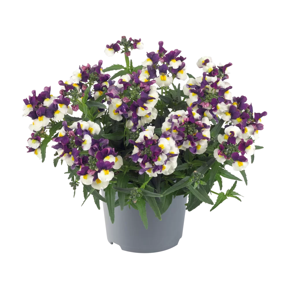 Nemesia fruticans Nuvo® Lady Jane Blue Bicolour