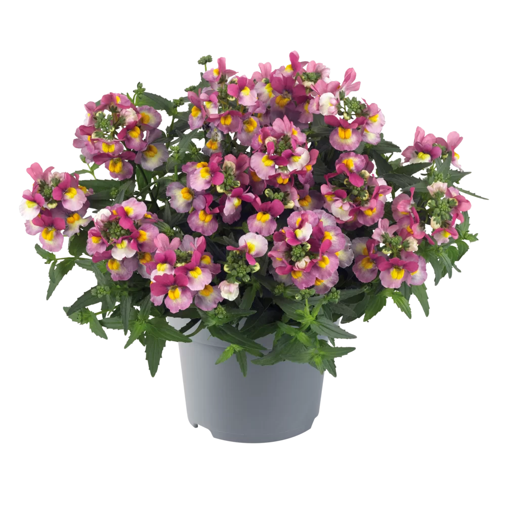Nemesia fruticans Nuvo® Lady Dawn Rose