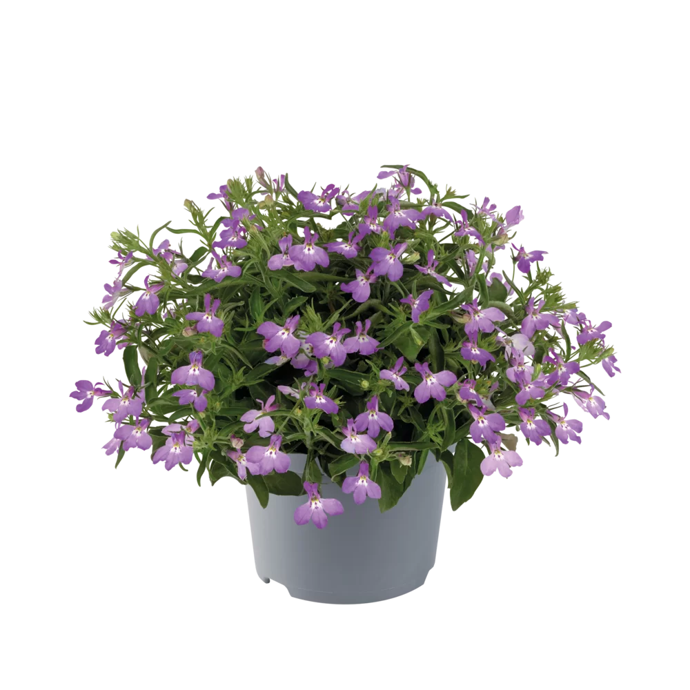 Lobelia erinus Sweet Springs Lavender