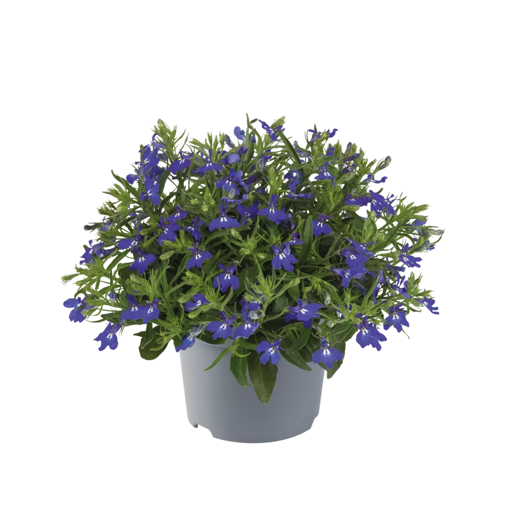 Lobelia erinus Sweet Springs Blue