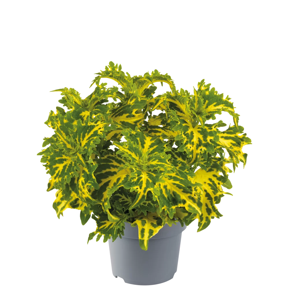 Coleus blumei Sunfighter Compact Keylime Fringe