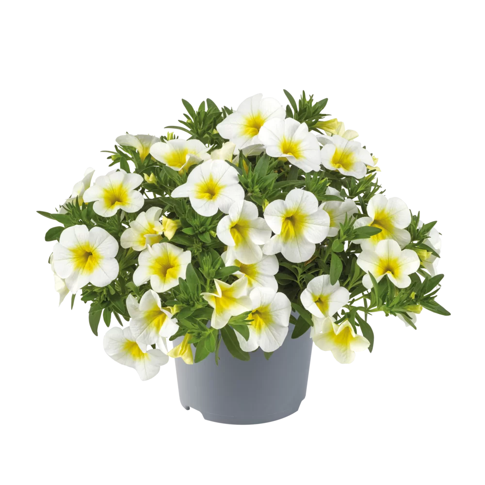 Calibrachoa parviflora Cabaret® Early Lemon Frost