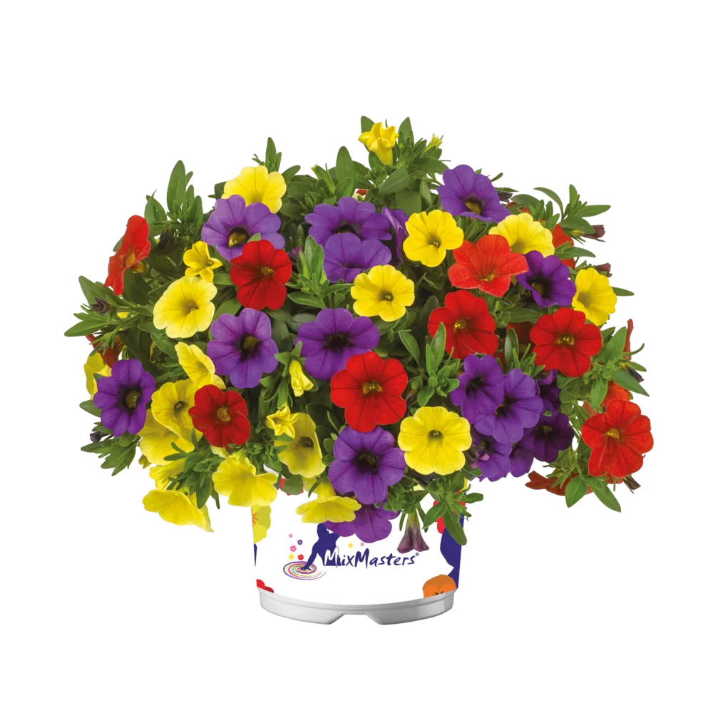 Calibrachoa parviflora Cabaret® Compact MixMasters® Tropicana