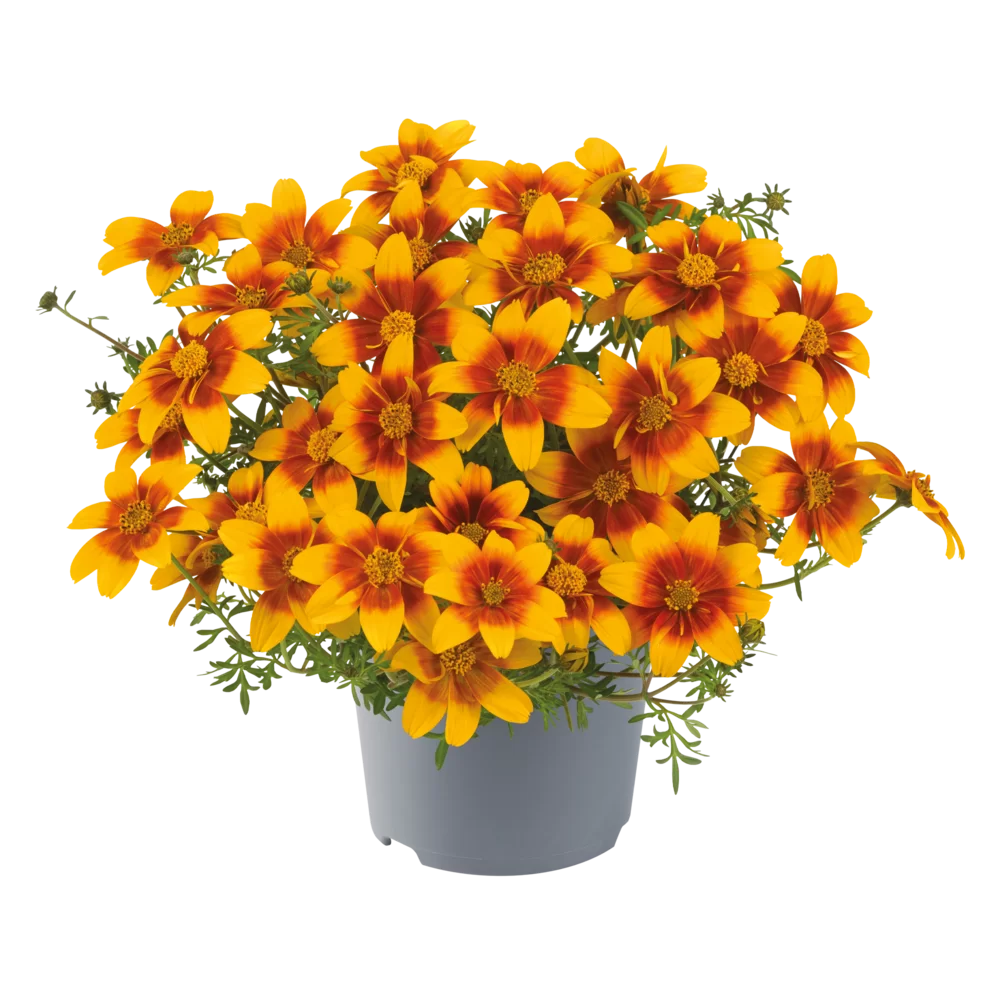 Bidens ferulifolia Bee Happy™ Trailing Orange Eye